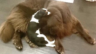 Cavalier Spaniel fearlessly tries to snuggle with giant Newfoundland dog