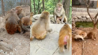 Monkey Fights Compilation Video | Cutest Pets