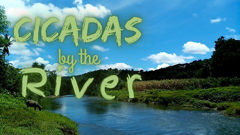 Cicadas by the River | Cicadas Series | Ambient Sound | What Else Is There?