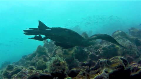 Scuba diver films aquatic bird catching fish 40 feet underwater