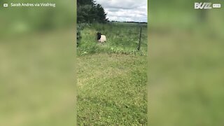 Guy helps sheep trapped in fence