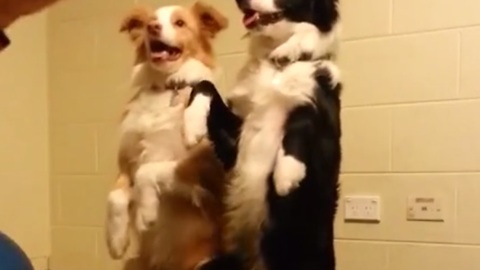 Dogs perform "bang trick" simultaneously