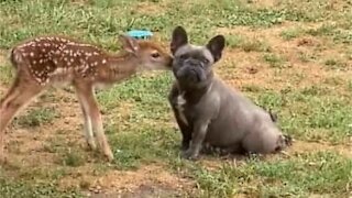 Bulldog and baby deer forge cute friendship