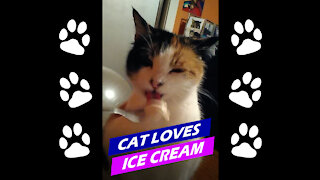 Cat loves eating ice cream