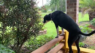 Hungry Great Dane makes big reach to eat tasty leaves