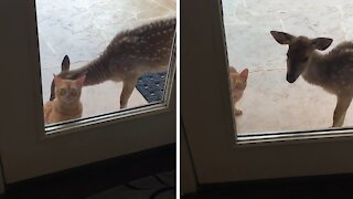 Wet kitty gets a bath from rescued fawn