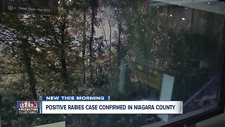 Positive rabies case confirmed in Niagara County