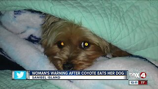 Coyote eats woman's dog on Sanibel