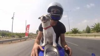 Dog loves to go on motorcycle rides with his owner