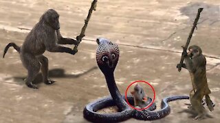 OMG!A fierce fight between a snake and a monkey. Very amazing