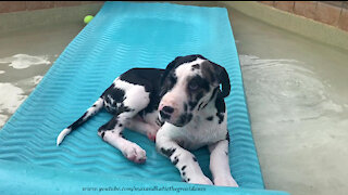 Great Dane puppy loves to play on his pool floatie