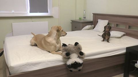 Dachshund Loses His Marbles When Allowed To Play On The Bed
