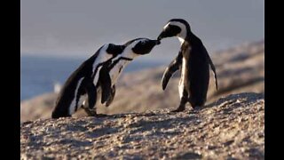 Descubra o porquê dos pinguins serem apaixonantes