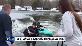 Watch: Springfield Township police officer rescues dog from icy pond, reunites her with family