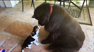 Huge Newfoundland meets tiny Cavalier Spaniel puppy for the first time