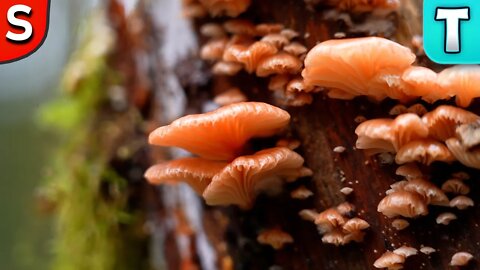 Most Beautiful Mushroom | Rosy Oysterling (Scytinotus longinquus) #SHORTS