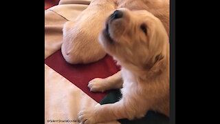 Howling Newborn Puppy Just Wants To Snuggle