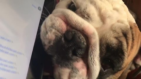 Needy Bulldog Makes It Difficult To Work From Home