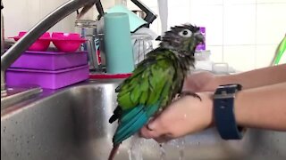 Adorable parrot loves talking baths in the sink