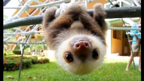 What Does A Sloth Say?