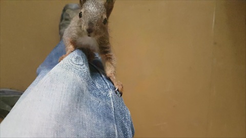 Rescued baby squirrel loves playtime with caretaker