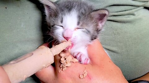 Hungry Kitten Adorably Falls Asleep During His Feeding