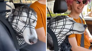 Stubborn Husky gives all her best to sit in the front seat
