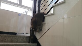 Pet raccoon finds creative way to go down the stairs
