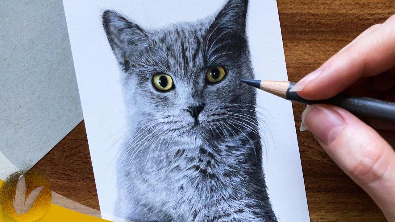 Realistic cat drawing with colored pencils | Realistic cat drawing, Cat  drawing, Animal art
