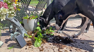 Funny Great Danes Return To The Scene Of The Gardening Crime