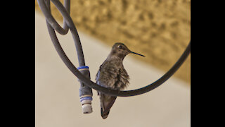 Hummingbird Hangs Out