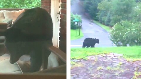 Bear Uses Porch Furniture To Make Comfy Bed For The Night