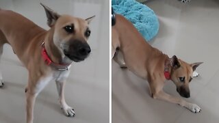 Dog throws tantrum when he doesn't get his way