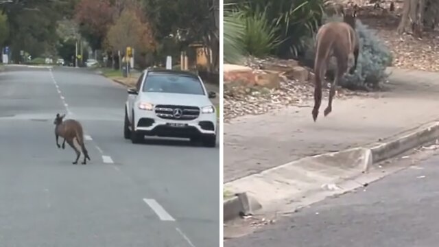 Kangaroo casually bounces around the streets in Australia