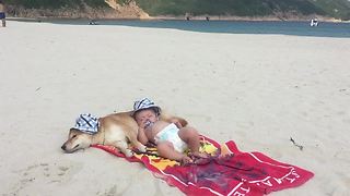 Shiba Inu & baby spend day at the beach