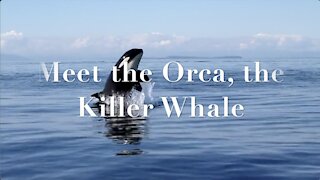 Killer Whales Part 2
