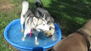 Husky totally hogs the pool at the dog park