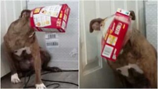 Dog tries to steal food and gets head stuck in box