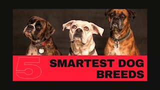 5 Smartest Dog Breeds