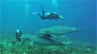 Playful dolphins swim among divers, giving them an unforgettable experience