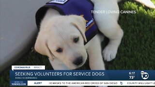 COVID-19 puts halt on Tender Loving Canines prison dog training program
