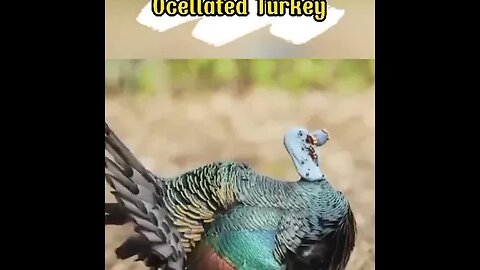 turkey peacock hybrid