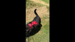 Dog loves getting dirty