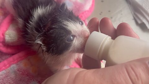 Rescued Kitten Enjoys Tasty Milk Breakfast