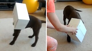 Curious puppy hilariously gets head stuck in box