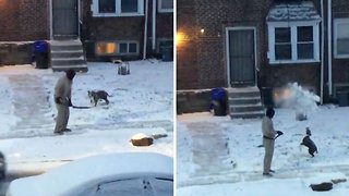 Dog tries to catch shovelled snow as cat looks on