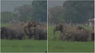 Herd of 100 elephants crosses rice field in India