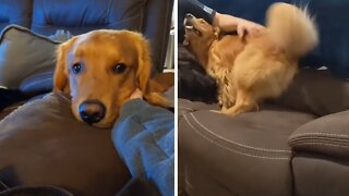 Dog makes it clear which type of rubs are his favorite