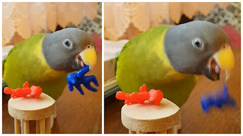 Determined parrot knocks over toy every single time