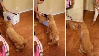 Adorable Moment Dog Unwraps Puppy For Christmas